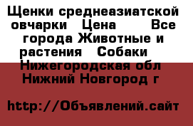 Щенки среднеазиатской овчарки › Цена ­ 1 - Все города Животные и растения » Собаки   . Нижегородская обл.,Нижний Новгород г.